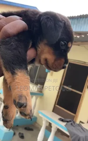 1-3 months Female Purebred Rottweiler