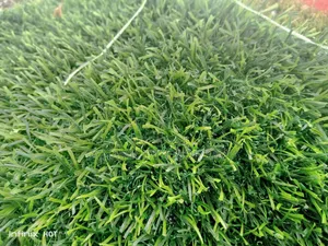 Grass Carpet