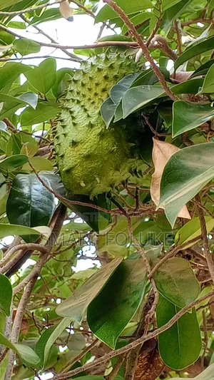 Soursop Fruit and Leaves