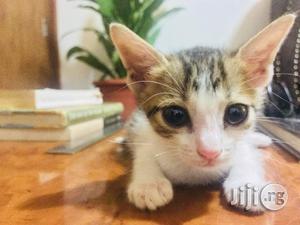 1-3 months Female Purebred American Shorthair