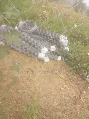 Chain Link /Wire Fencing.