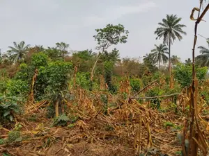 10 Acres of Fertile Farmland at Lagelu Secretariat Iyanaoffa