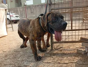 1+ year Male Purebred Boerboel