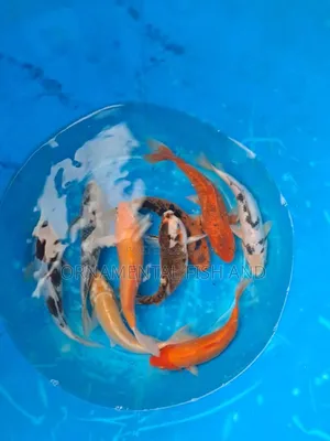 Japanese Koi Fish