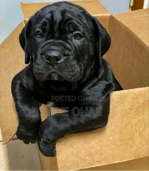 1-3 months Female Purebred Cane Corso