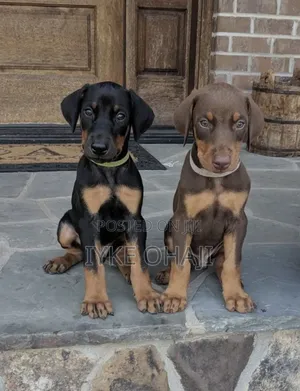 1-3 months Male Purebred Doberman Pinscher