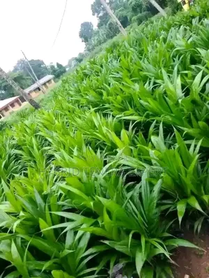 Hybrid Tenera Oil Palm