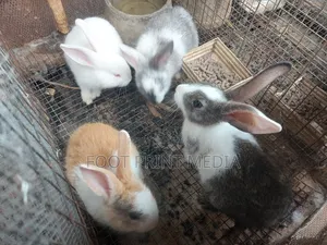 Smart and Healthy Bunny