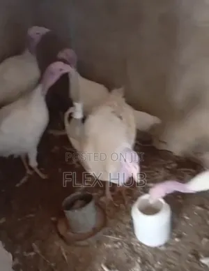 Foreign Turkeys 16weeks