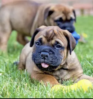 1-3 months Male Purebred Bullmastiff