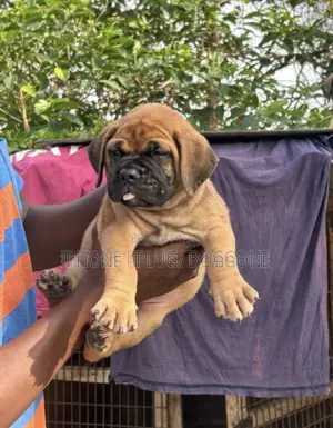 1-3 months Male Purebred Bullmastiff