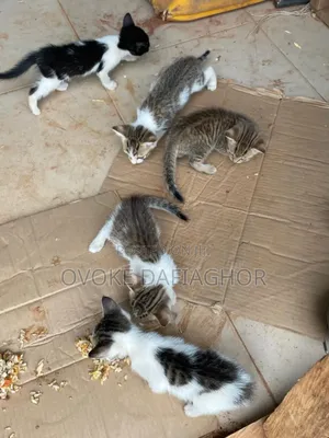 1-3 months Male Mixed Breed Tabby cat