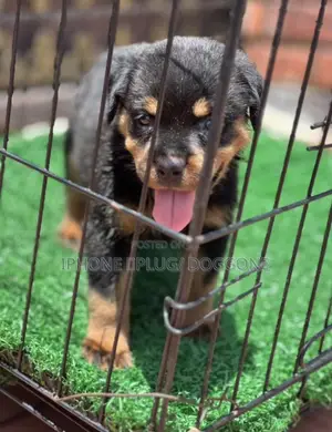 1-3 months Female Purebred Rottweiler