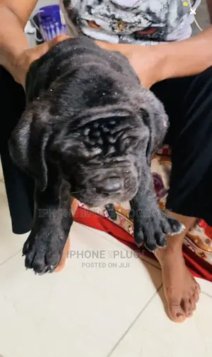 3-6 months Female Purebred Cane Corso