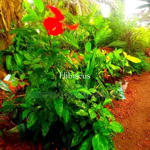 HIBISCUS Flower.