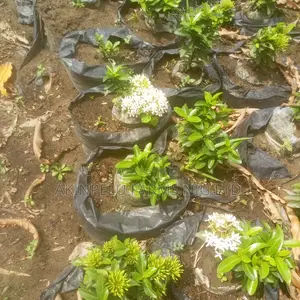 Dwarf Ixora Flower