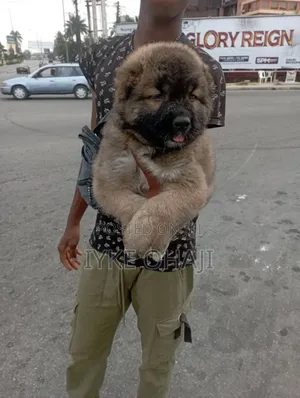 1-3 months Male Purebred Caucasian Shepherd