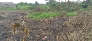 One and Half Plot of Land