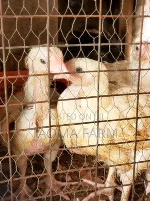 4 to 8 Weeks Old Broiler
