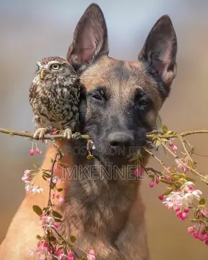 Dog, Rabbit and Cat Sales and Grooming