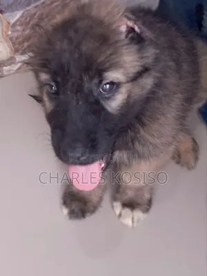 1-3 months Female Purebred Caucasian Shepherd