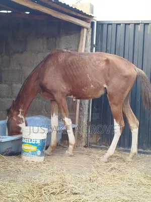 Trained Horse