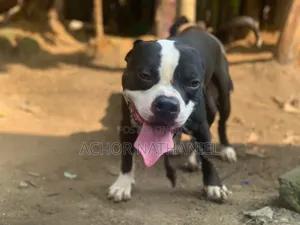 1-3 months Male Purebred American Pit Bull Terrier