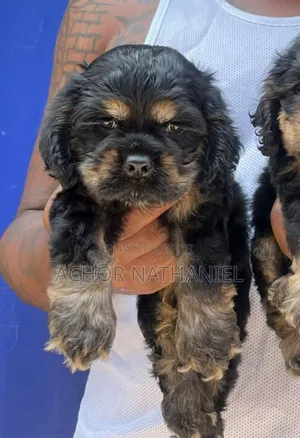 1-3 months Female Purebred Cocker Spaniel