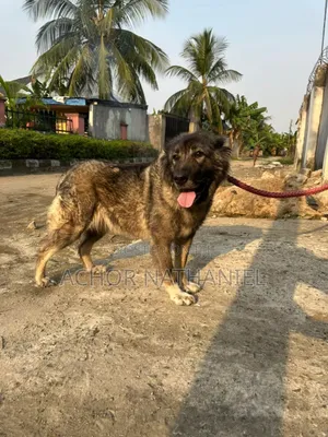 6-12 months Female Purebred Caucasian Shepherd
