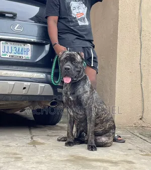 1+ year Male Purebred Cane Corso