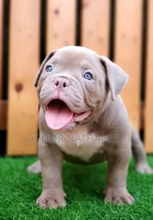 1-3 months Male Purebred American Bully