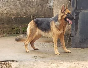 1+ year Female Purebred German Shepherd