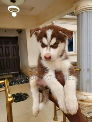 1-3 months Female Purebred Siberian Husky