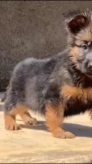 1-3 months Female Purebred German Shepherd