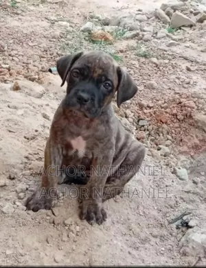 1-3 months Male Purebred Boerboel