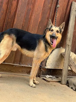 6-12 months Male Purebred German Shepherd