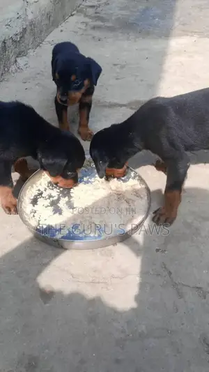 1-3 months Male Purebred Rottweiler