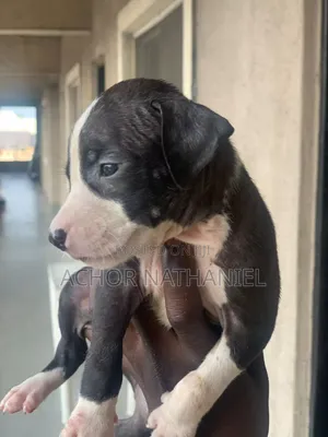 1-3 months Male Purebred American Pit Bull Terrier