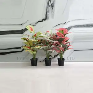 Bulk Sales of Small Plants for Indoor Decorations