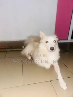 6-12 months Male Purebred American Eskimo