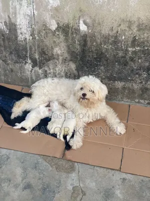 1-3 months Female Purebred Lhasa Apso