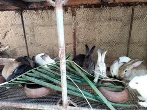 Bunnies (Rabbits)
