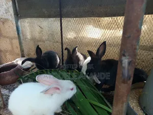 Cute Bunnies