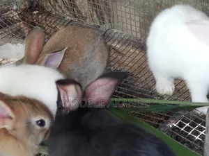 Rabbits for Pets and Breeding