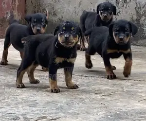 1-3 months Female Purebred Rottweiler