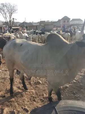 Order for Supply and Delivery of Cow's, Goats and Ram