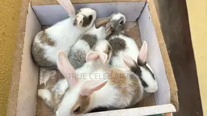 Quality Rabbits Breeds