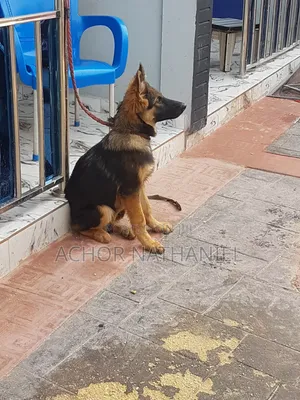 3-6 months Male Purebred German Shepherd