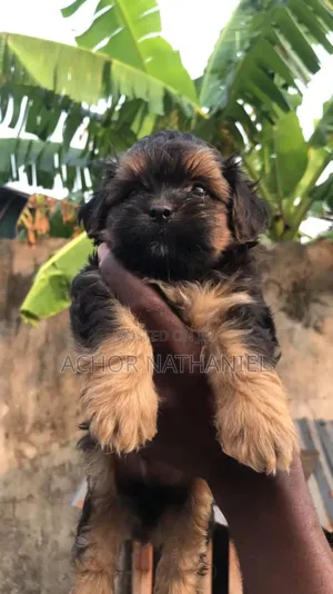 1-3 months Male Purebred Lhasa Apso