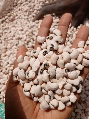 Iron Bean in 50kg and 100kg( Big Seeds)